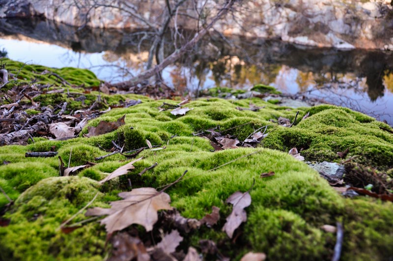 A ground's-eye view of a blanket of green moss strewn with brown leaves, with a view of Black Pond and the opposite bluff in the distance.