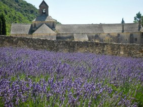 lavendar fields at the Sénanque Abbey in Provence, France