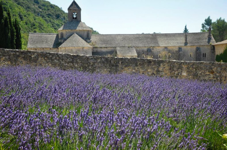 Lavender: Photo: SPFischer Purple lavender fields in front of a stone wall at the Abbey.