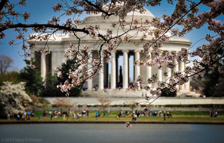 The statue of Thomas Jefferson in the distance is framed by branches of cherry blossoms and the pillars of the monument.