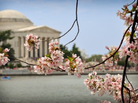 Pale-pink cherry blossoms, backdropped by the softly focused Tidal Basin and Jefferson Memorial.