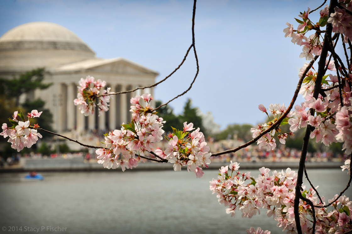 Pale-pink cherry blossoms, backdropped by the softly focused Tidal Basin and Jefferson Memorial.