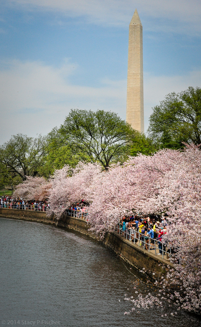 Visitors walk under a canopy of blossom-ladened tree branches, while the Washington Monument beckons in the distance.