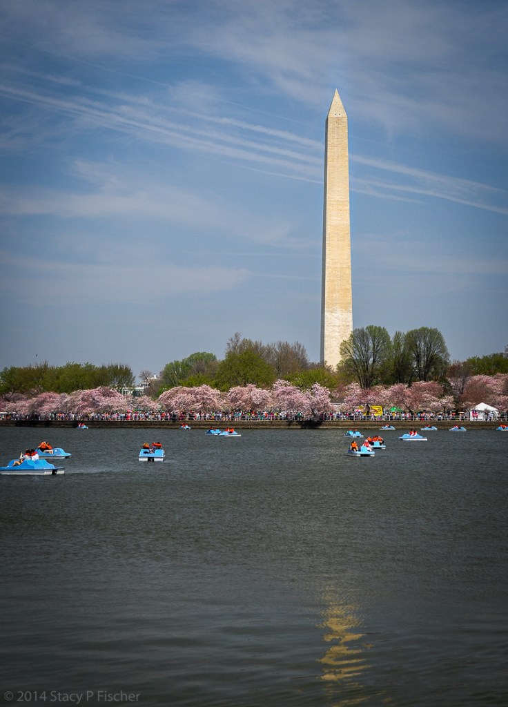 The Washington Monument provides a majestic background for cherry blossoms at their peak and paddleboaters on the Tidal Basin.