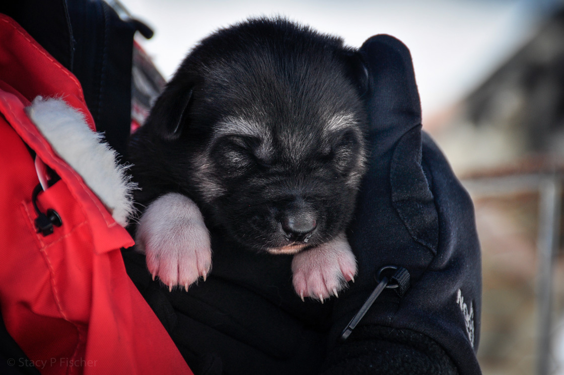 A week-old black-faced husky puppy, eyes still closed.