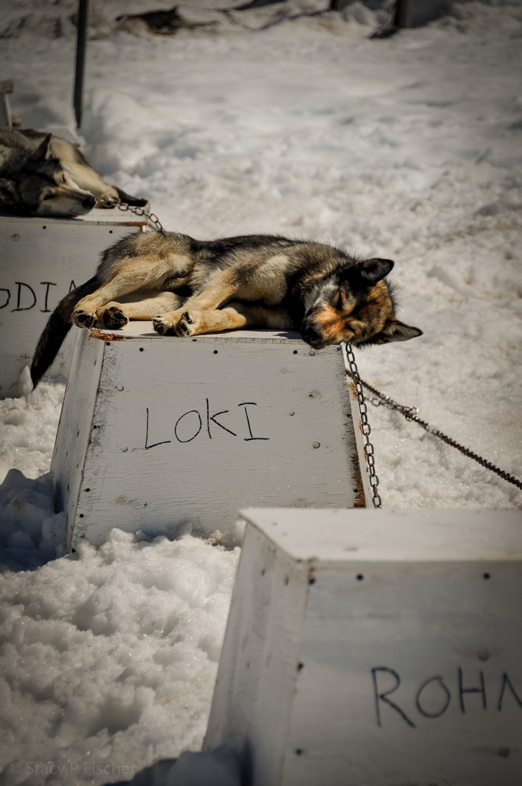 A black and tan husky lies on its side atop a white platform labelled with the dog's name: Loki.