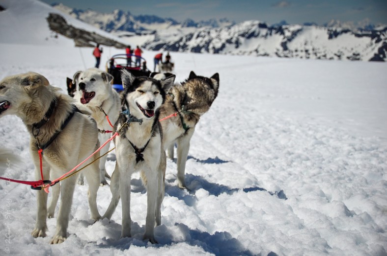 Sled Dog Team; Photo: SPFischer Ten huskies harnessed together against a backdrop of the vast Denver Glacier and distant snow-capped mountains.