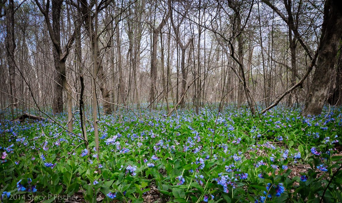 Within a forest of still leafless trees, a field of bluebells blooms.