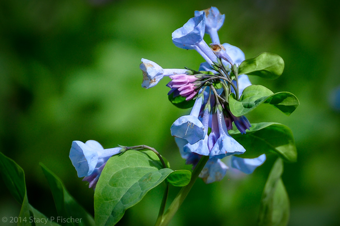 A close-up of a single bluebell against a blurred background of green leaves.