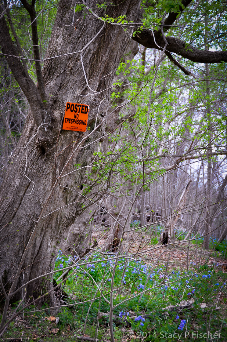 Tree with a bright orange "no trespassing" sign stands in the middle of the woods surrounded by bluebells.