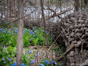 A massive fallen tree trunk seems to curve around a patch of delicate bluebells.