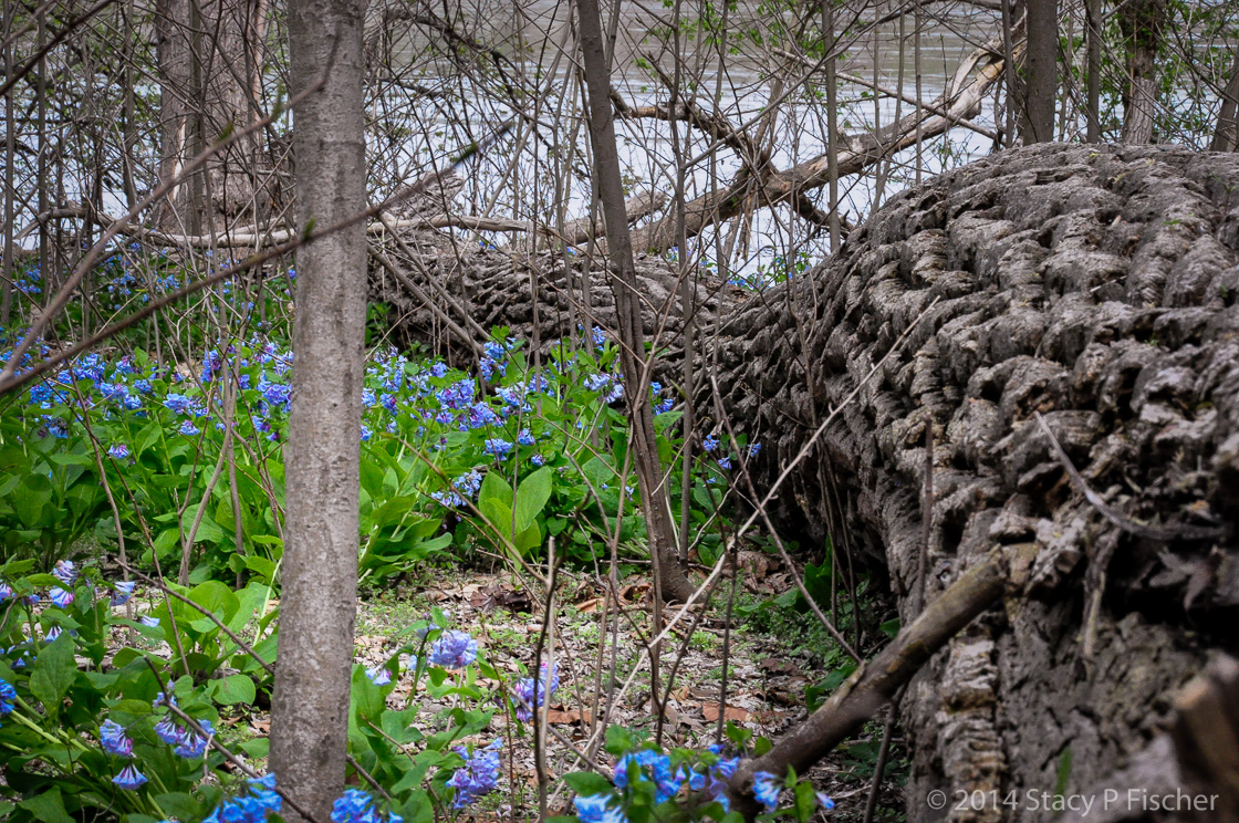 A massive fallen tree trunk seems to curve around a patch of delicate bluebells.