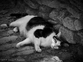 Black and white cat lying on a stone road in the shade against a stone wall.