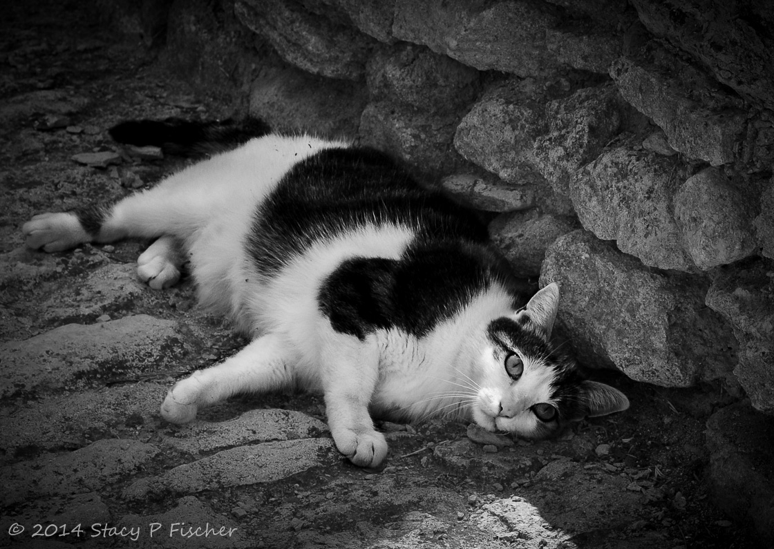 Black and white cat lying on a stone road in the shade against a stone wall.