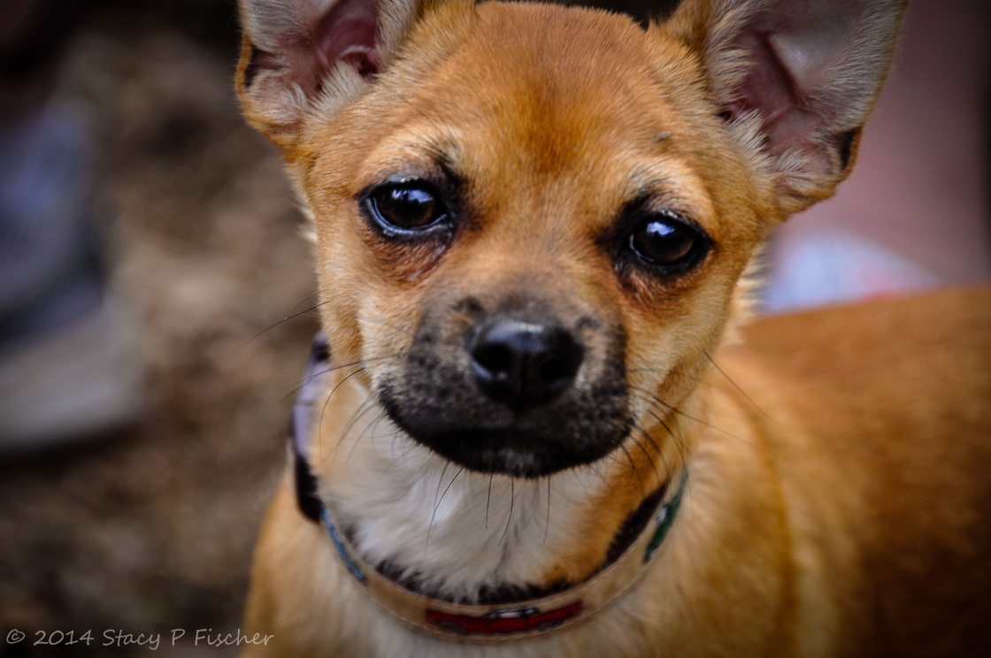 Close-up of small tan and beige dog's face