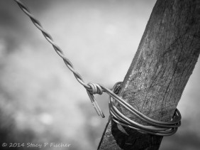 Close-up of metal wire twisted around a tree stake