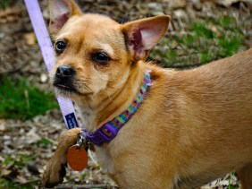 Dog with paw caught on top of his leash.