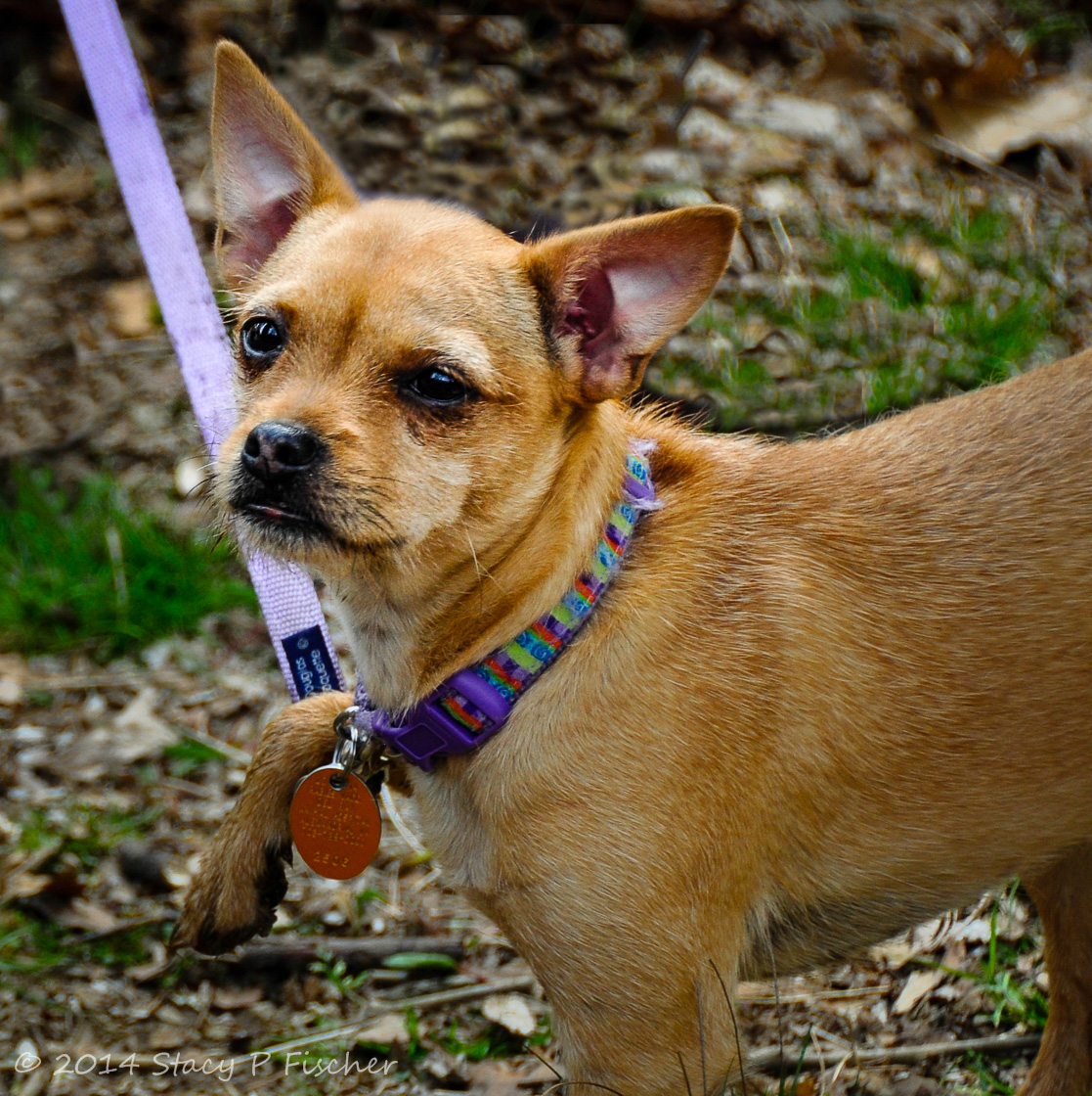 Dog with paw caught on top of his leash.