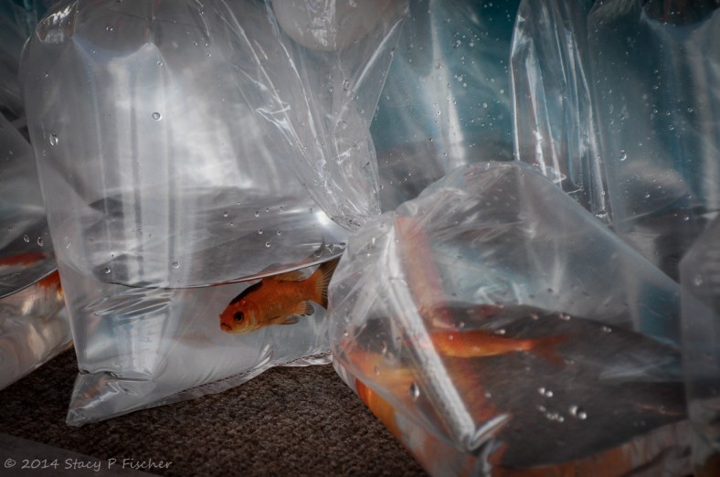 Goldfish in individual plastic bags filled with water.