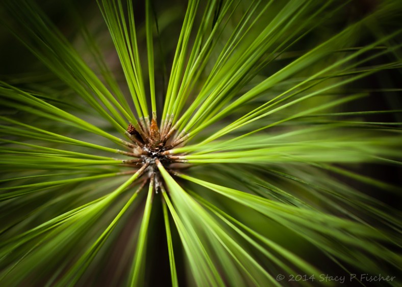 Close-up of a the of a pine tree branch, giving the needles a green starburst effect