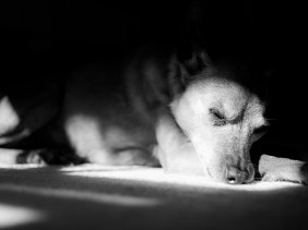 Dog sleeping in pools of light from a window