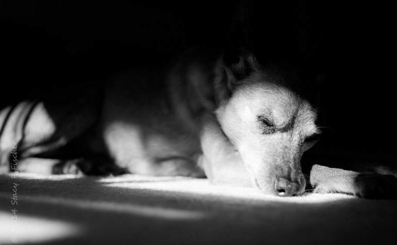 Dog sleeping in pools of light from a window