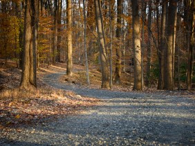 Path dappled in sunlight winding through autumn-colored woods until it disappears around the bend.