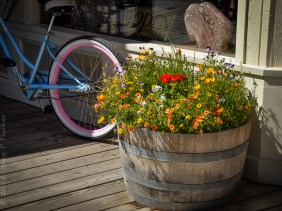 Whiskey Barrel filled with summer flowers