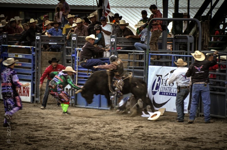 Rodeo cowboy caught underneath hooves of bucking bull.