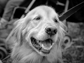 Golden Retriever face