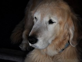 Golden Retriever lying in a shadowed doorway