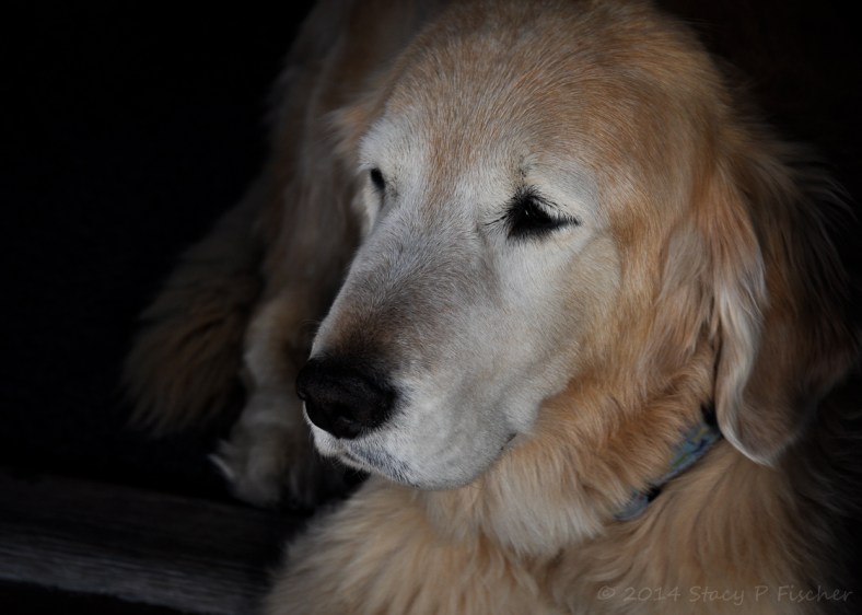  Golden retriever lying in a shadowed doorway.