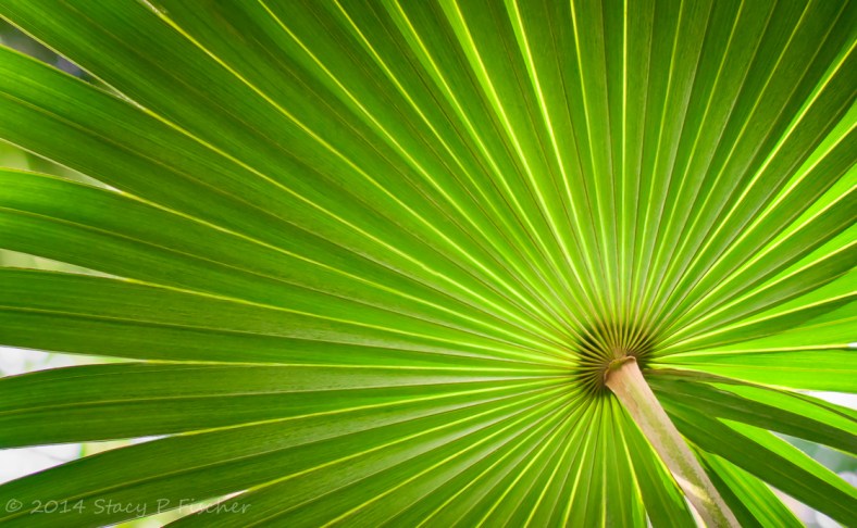 Underside of a palm frond displays geometrical beauty of converging lines 