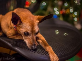 Miniature Pinscher resting on office chair.