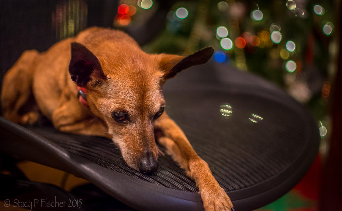 Miniature Pinscher resting on office chair.
