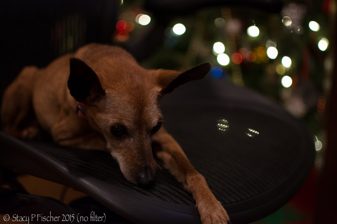 Dog in office chair (no filter)