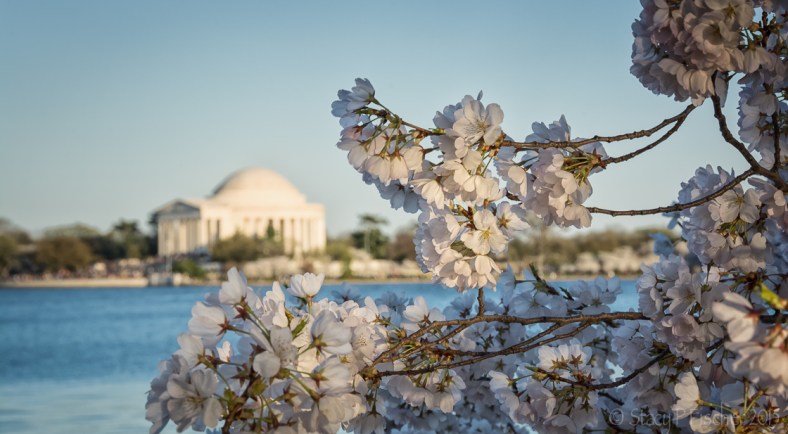 Cherry Blossoms with a view of the Jefferson Memorial in the background.