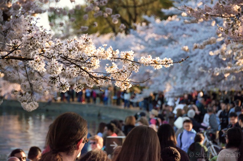 Cherry Blossoms and the crowds around the Tidal Basin in Washington, DC.