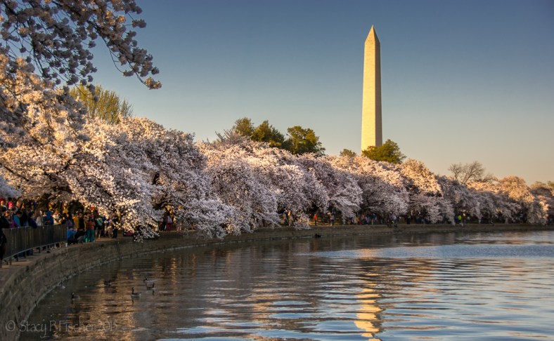 2015 Cherry Blossoms-3
