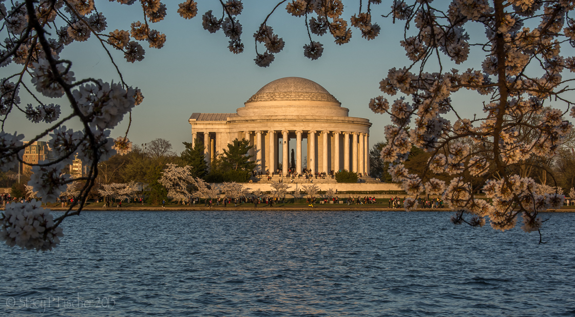 Cherry Blossoms surround Jefferson Memorial during awash in golden light of late afternoon