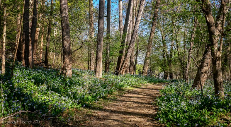 Virginia bluebells line a woodland trail.