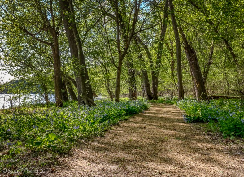 Virginia bluebells line a trail alongside the banks of the Potomac River