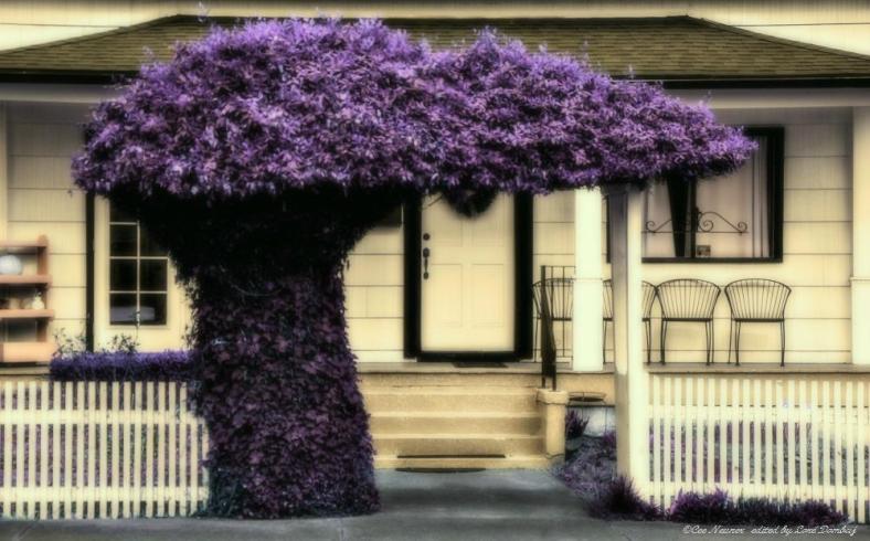 Loré Dombaj, Snow's Fissures and Fractures