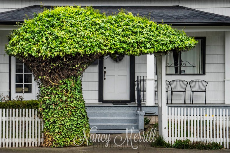 Nancy Merrill, nancy merrill photography