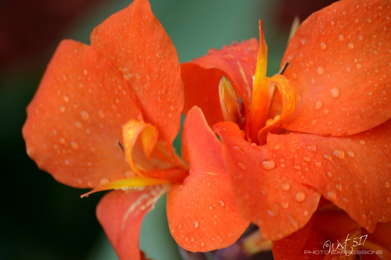 Orange_Bloom_1