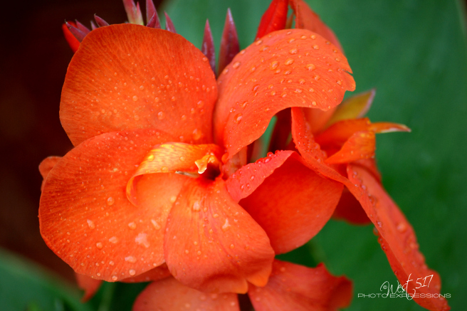 Orange_Bloom_2