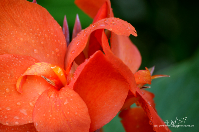Orange_Bloom_3