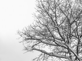 Snow-covered branches of tree against a winter sky.