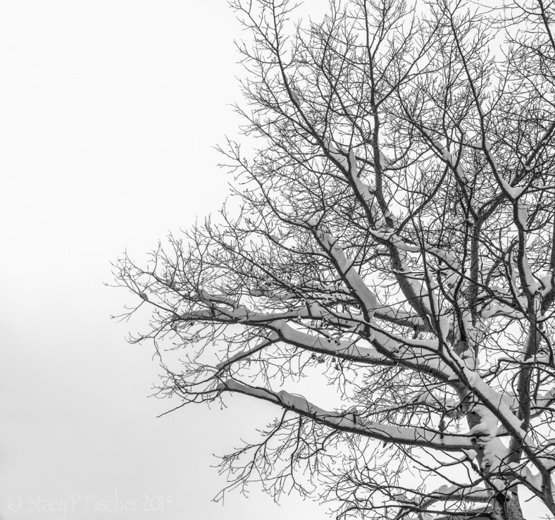 Snow-covered branches of tree against a winter sky.
