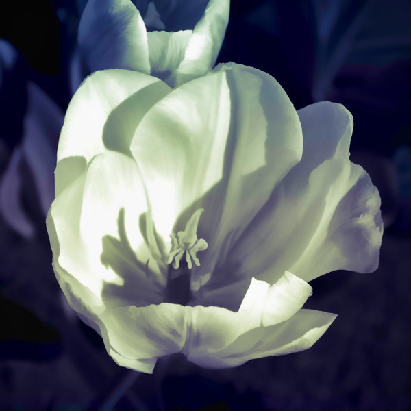 Emilio Pasquale, Photos by Emilio